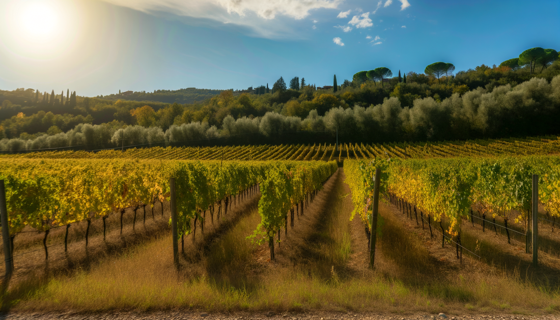 Vini dell’Umbria: viaggio approfondito tra vitigni autoctoni, territori vocati e nuove espressioni