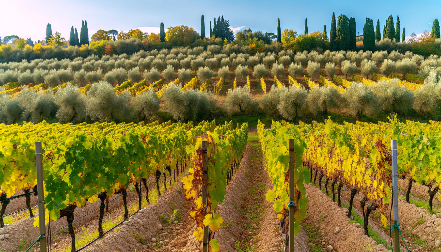 Vini italiani premiati: le migliori etichette del 2025